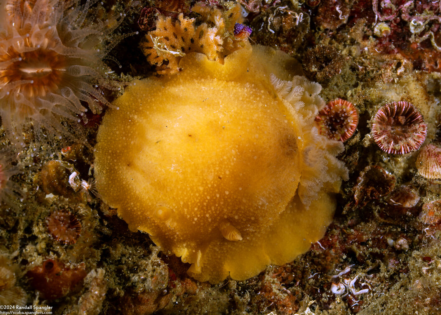 Geitodoris heathi (Heath's Dorid)