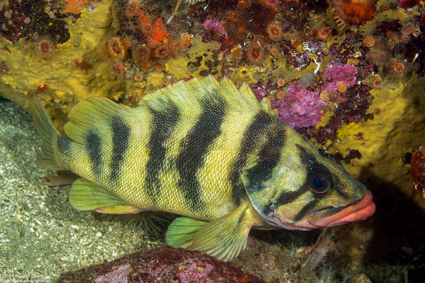 Sebastes serriceps (Treefish)