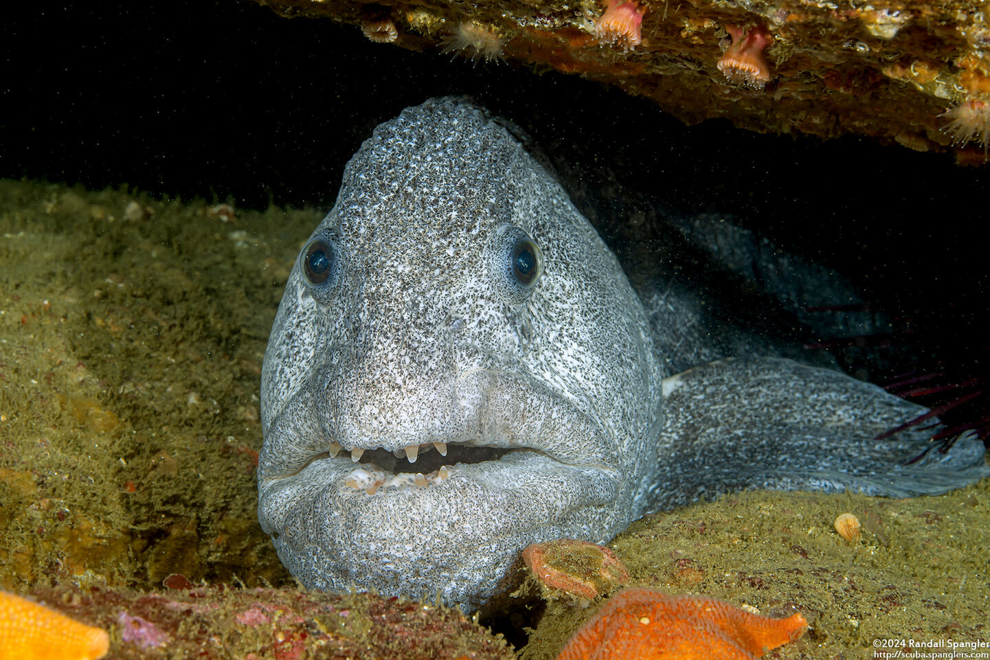 Anarrhichthys ocellatus (Wolf-Eel)