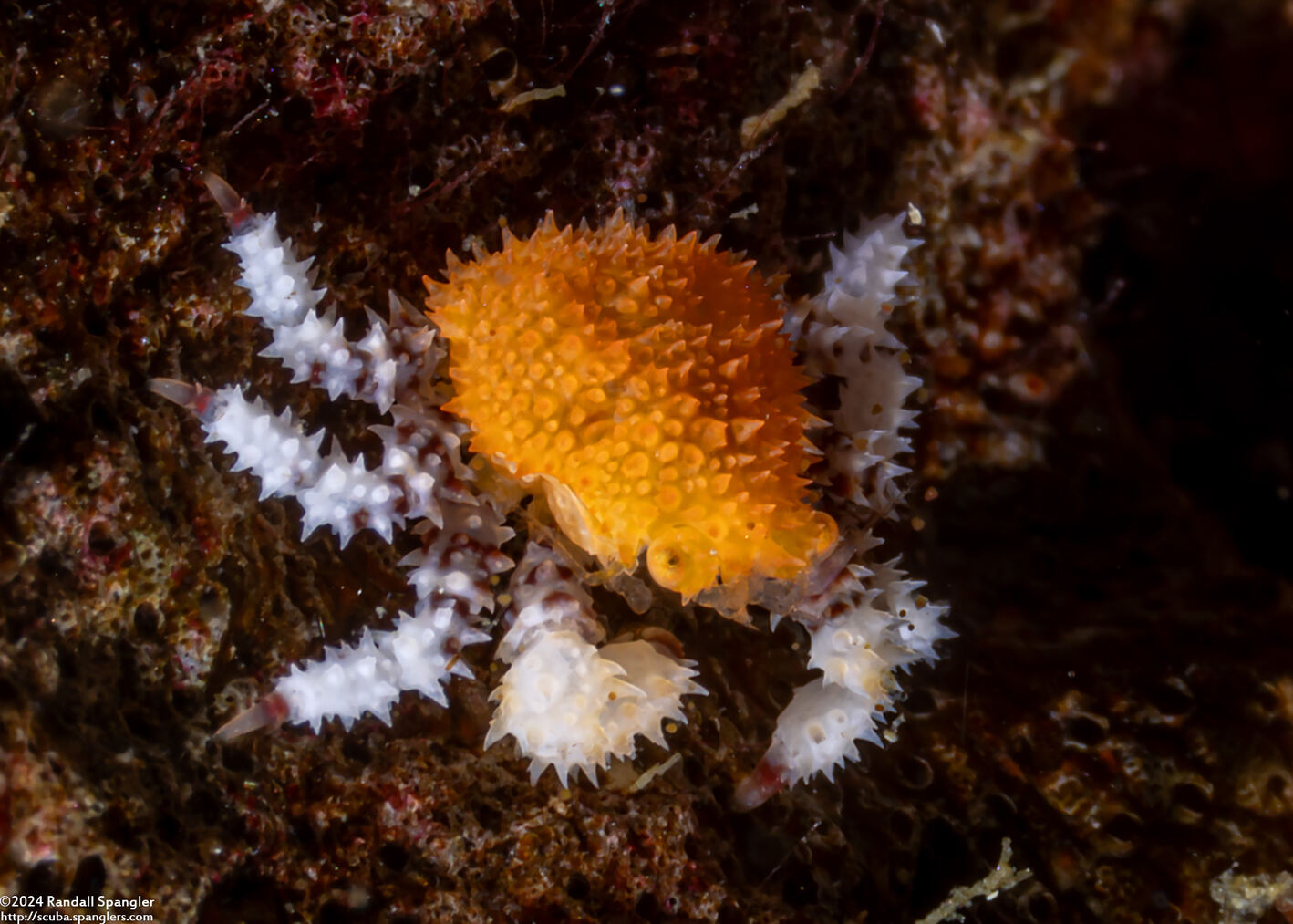 Lithodidae sp.1 (Lithoid Crab)