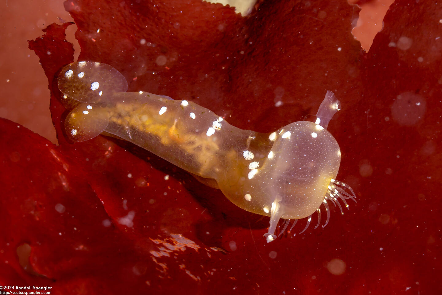 Melibe leonina (Lion's Mane Nudibranch)