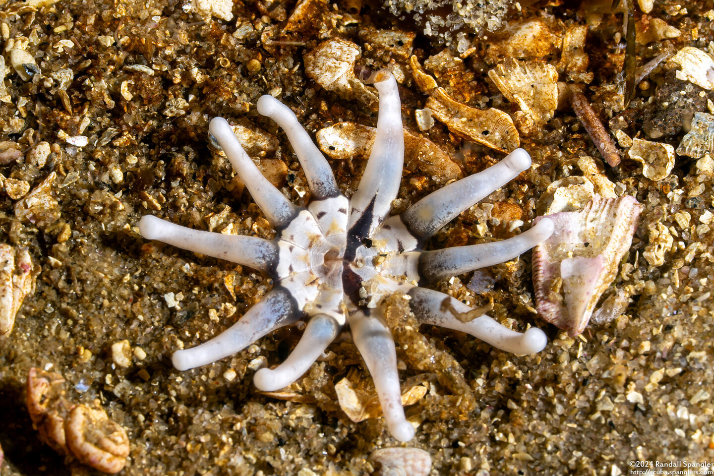 Halcampa decemtentaculata (Burrowing Anemone)