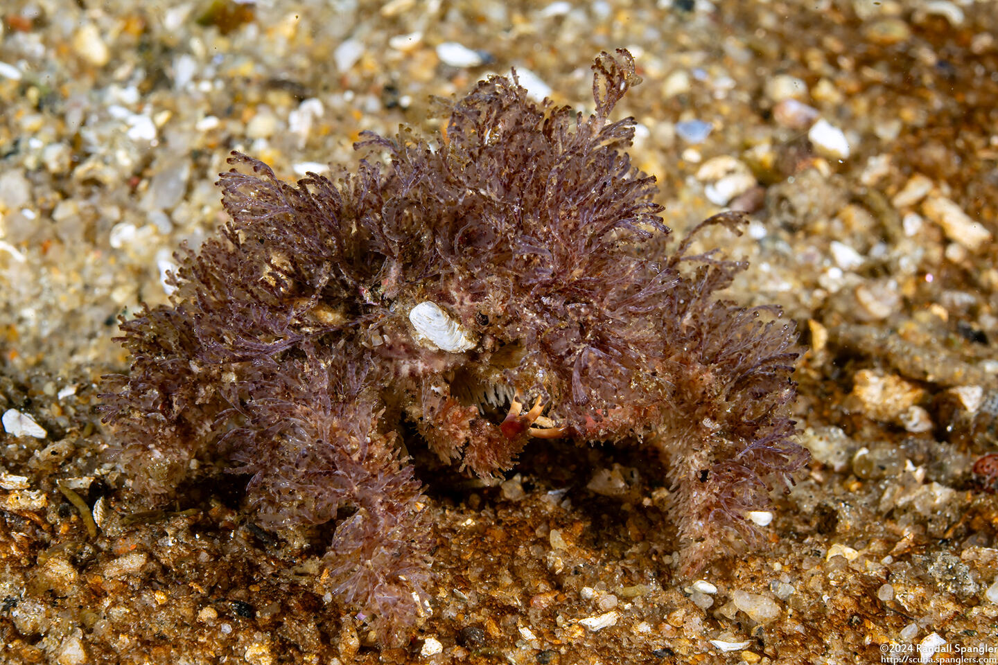 Loxorhynchus crispatus (Masking Crab)