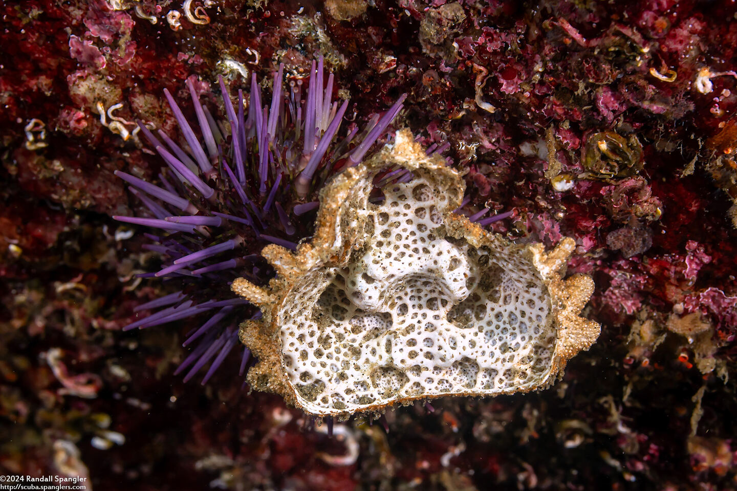 Phyllolithodes papillosus (Heart Crab); Inside of carapace