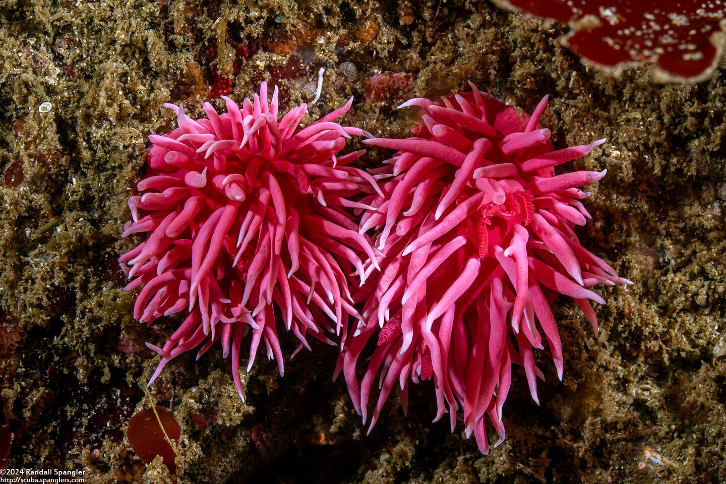 Okenia rosacea (Hopkins' Rose Nudibranch)