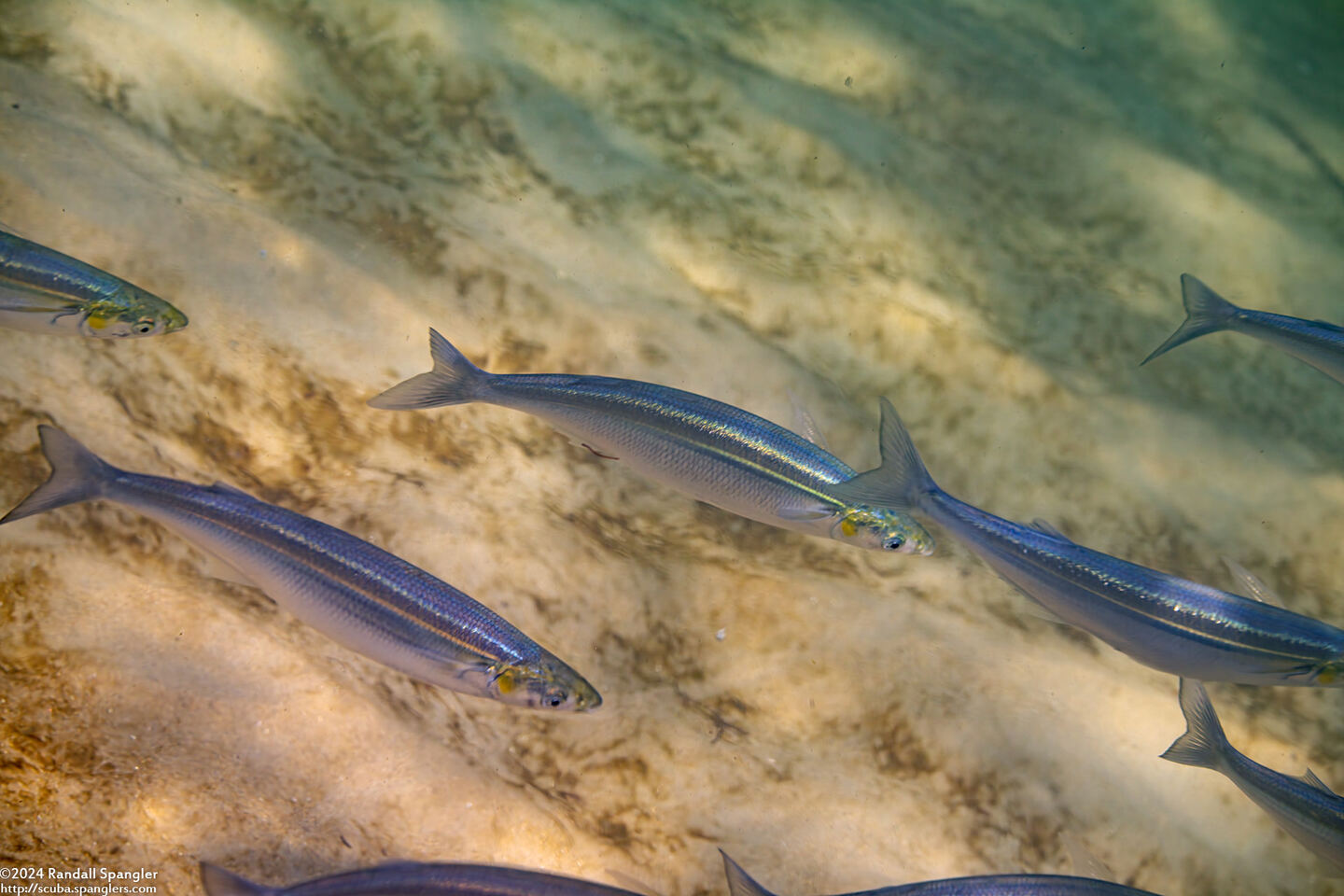 Atherinopsis californiensis (Jacksmelt)