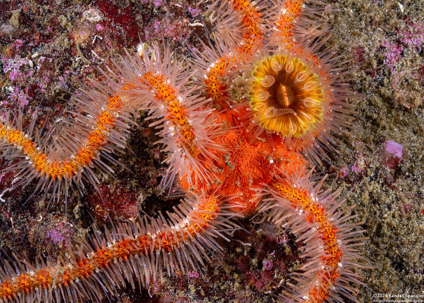 Ophiothrix spiculata (Spiny Brittle Star)