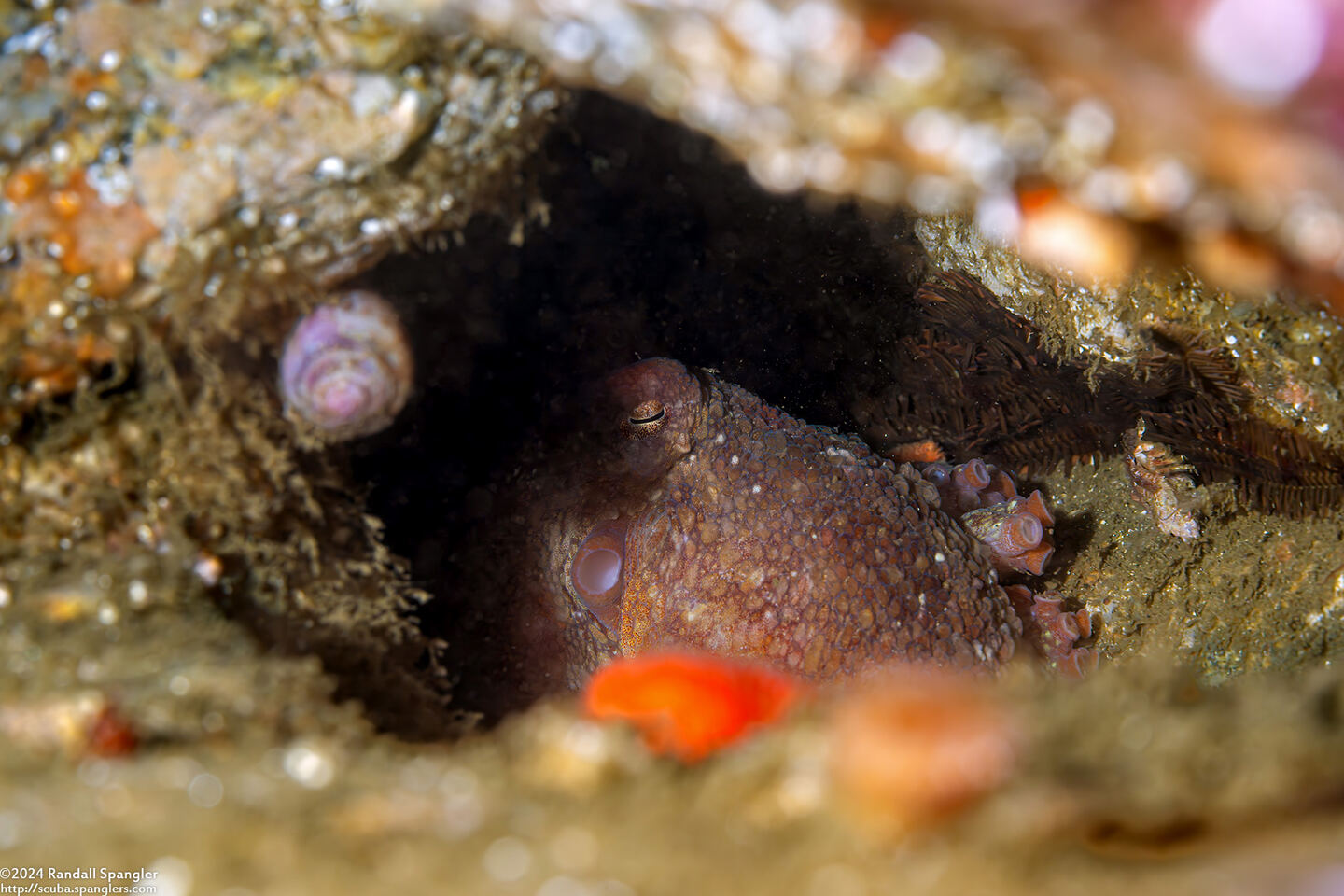 Octopus rubescens (Red Octopus)