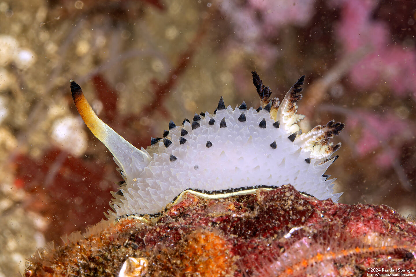 Acanthodoris rhodoceras (Red Horned Nudibranch)