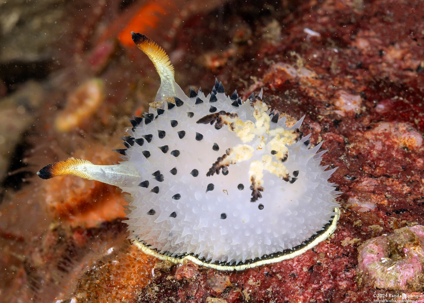 Acanthodoris rhodoceras (Red Horned Nudibranch)