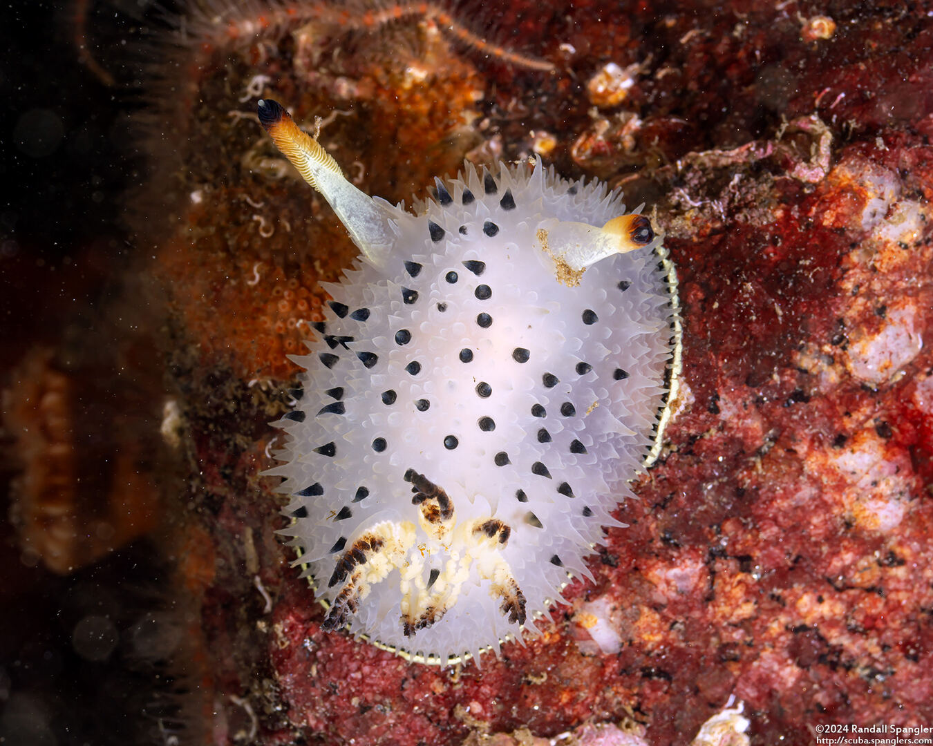 Acanthodoris rhodoceras (Red Horned Nudibranch)