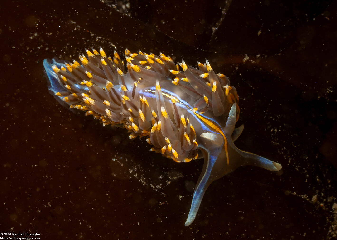 Hermissenda opalescens (Opalescent Nudibranch)