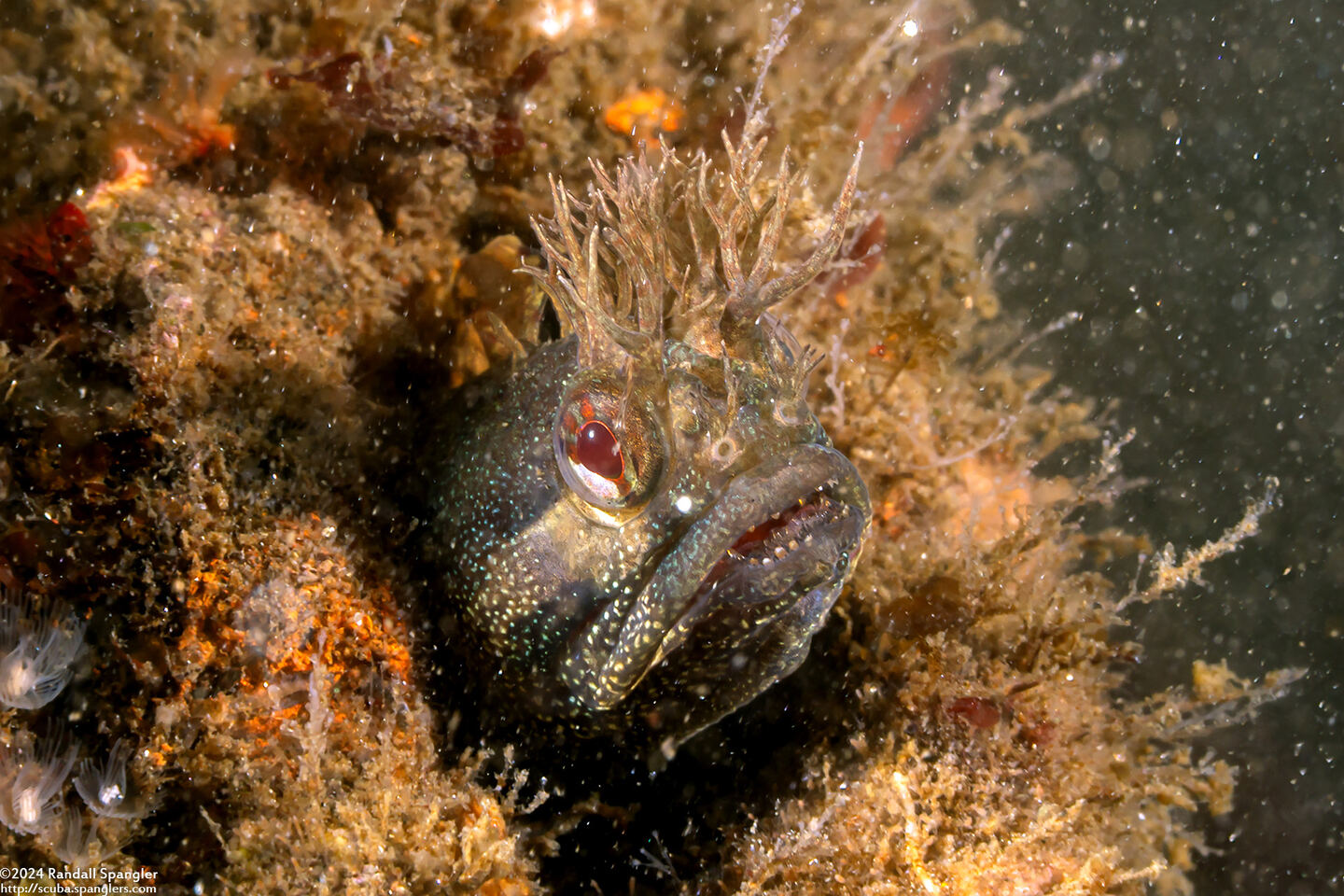 Neoclinus stephensae (Yellowfin Fringehead)