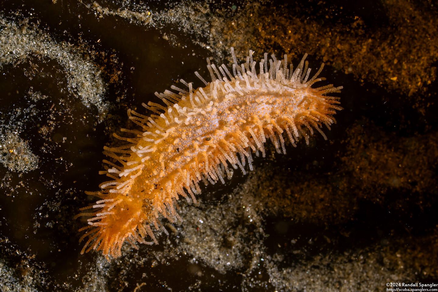 Pachythyone rubra (Red Sea Cucumber)