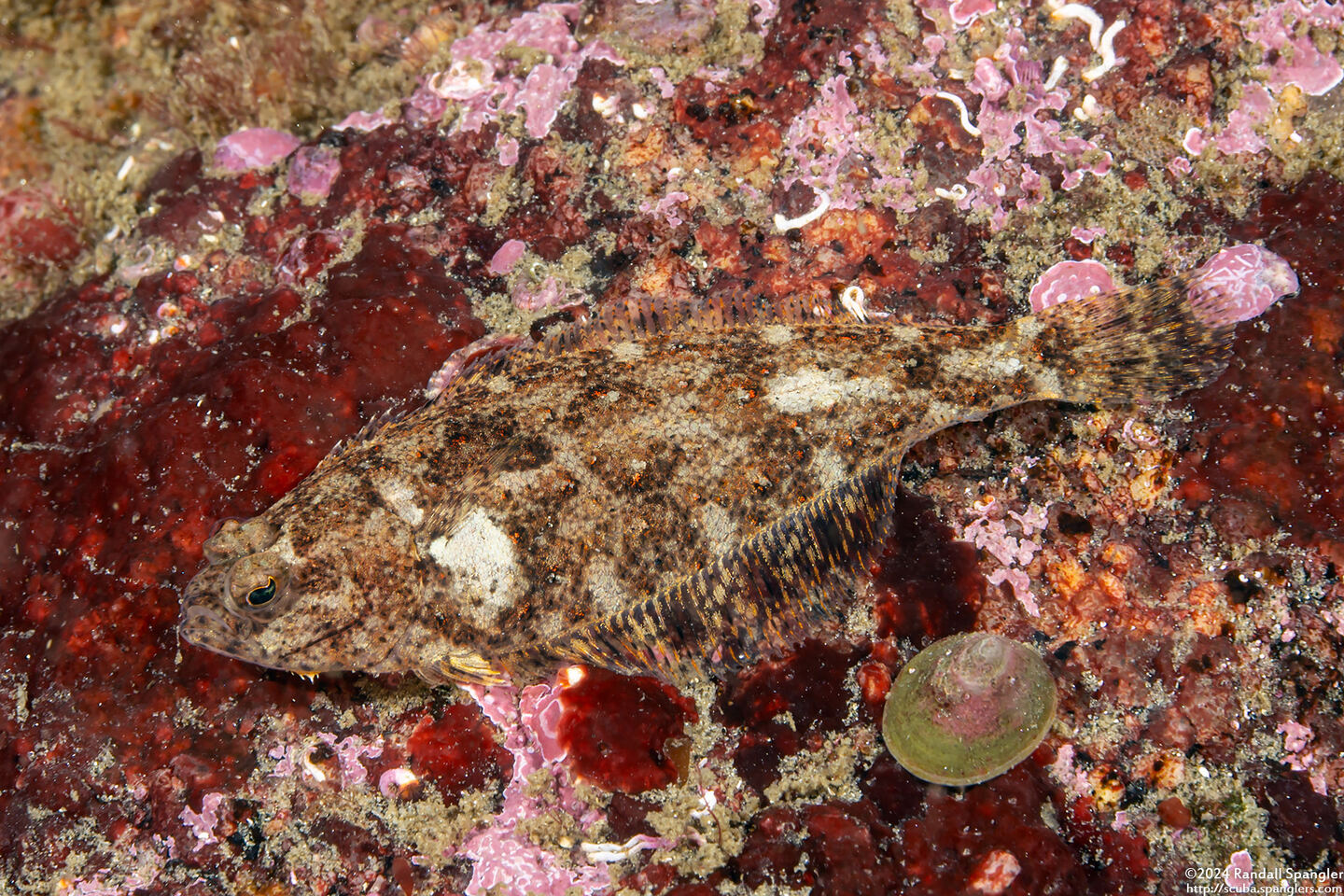 Citharichthys stigmaeus (Speckled Sanddab)