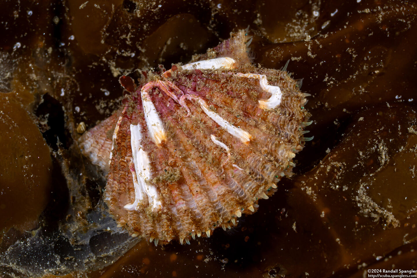 Leptopecten latiauratus (Kelp Scallop)