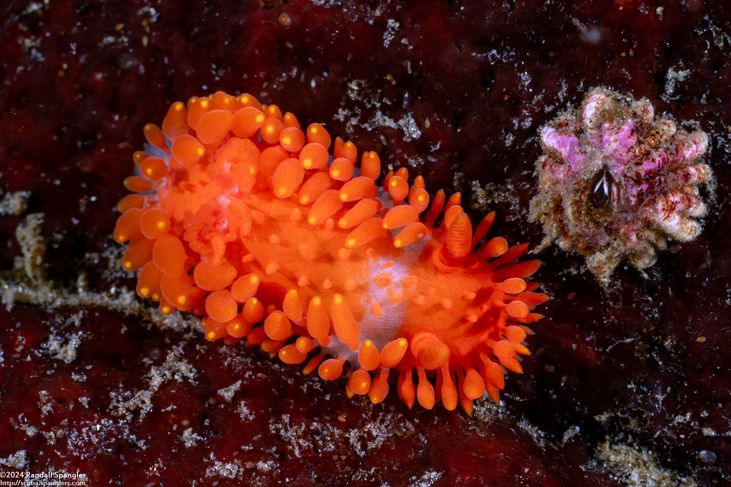 Limacia cockerelli (Cockerell's Dorid)