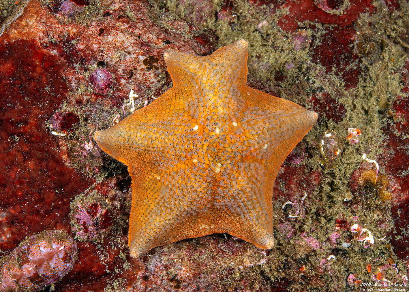 Patiria miniata (Bat Star)