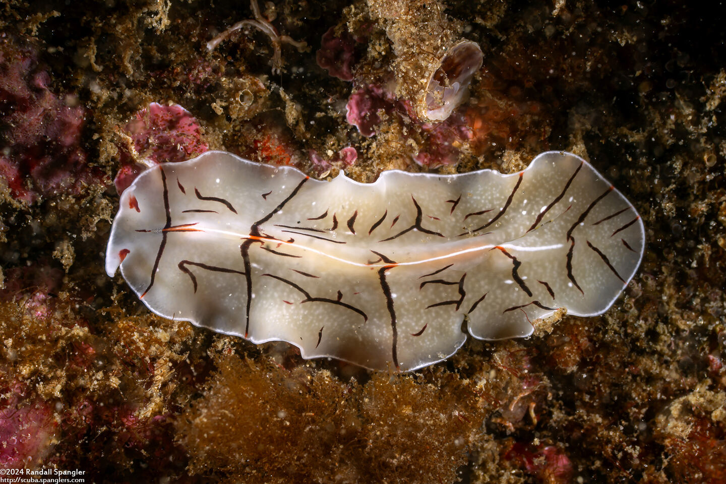 Eurylepta californica (Montgomery's Flatworm)