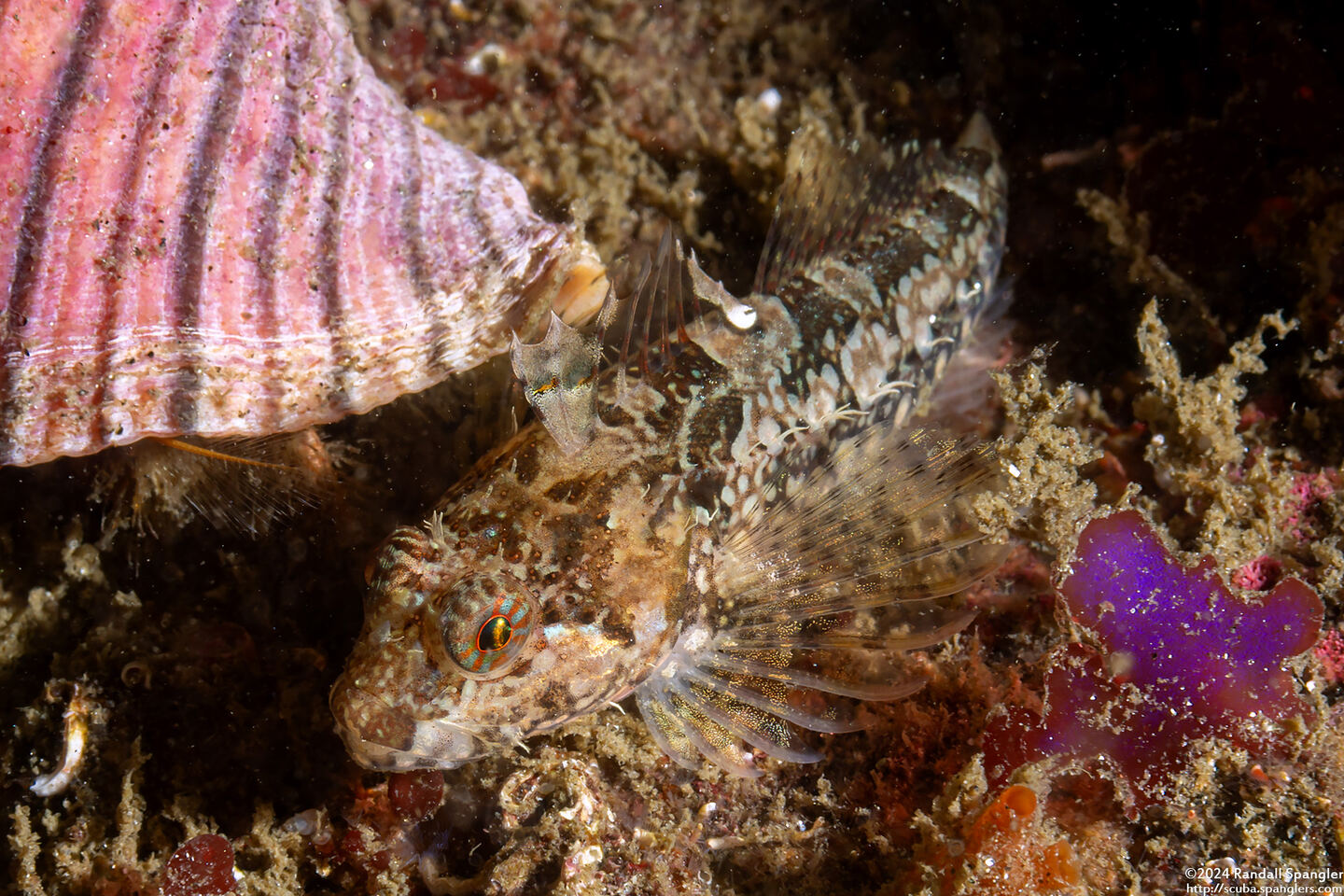 Artedius corallinus (Coralline Sculpin)