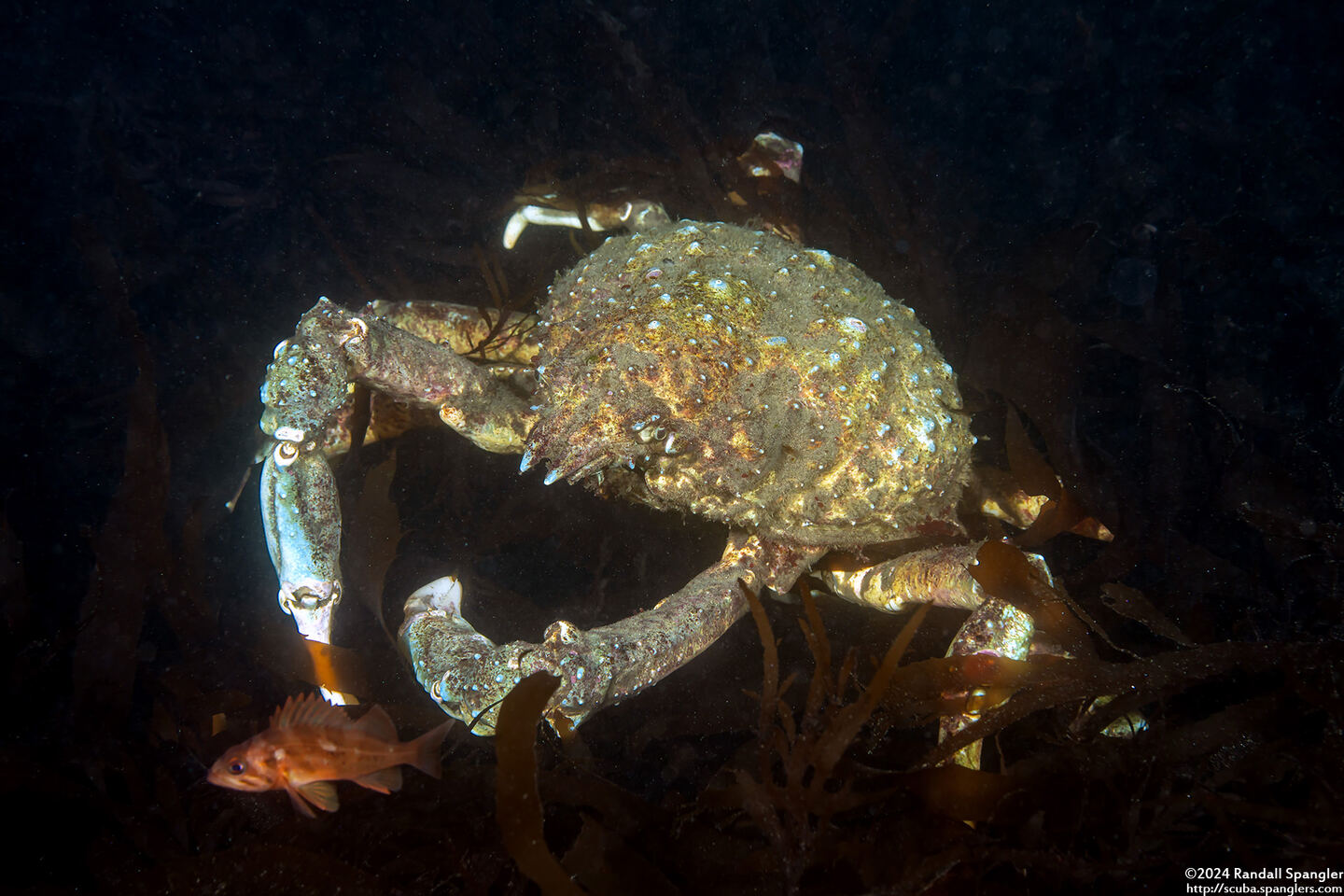 Loxorhynchus grandis (Sheep Crab)