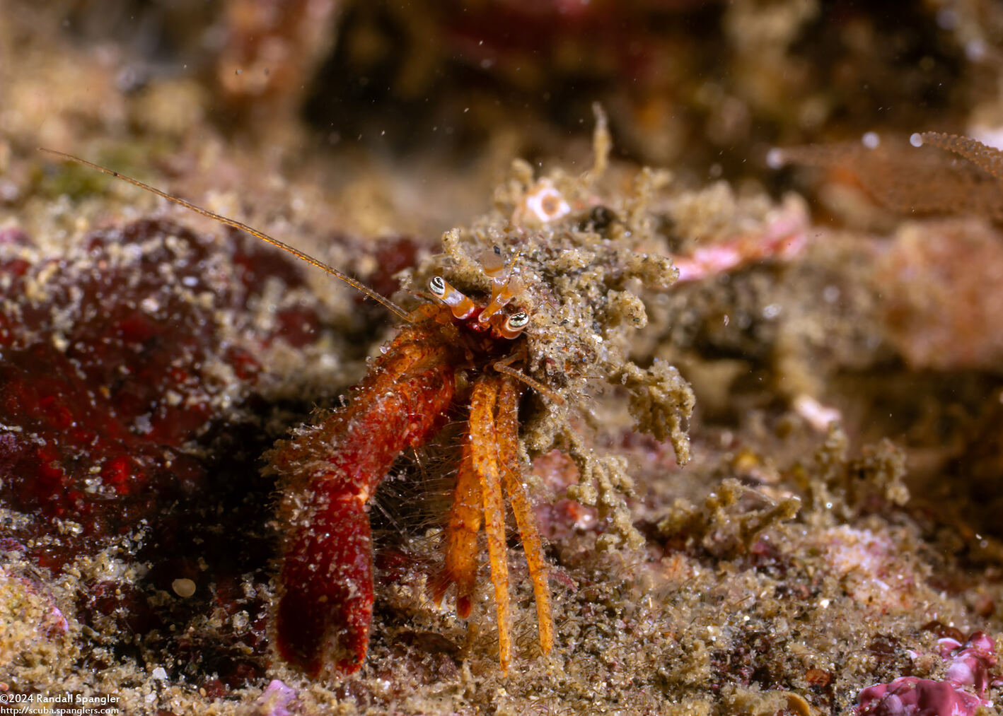 Orthopagurus minimus (Toothshell Hermit Crab)