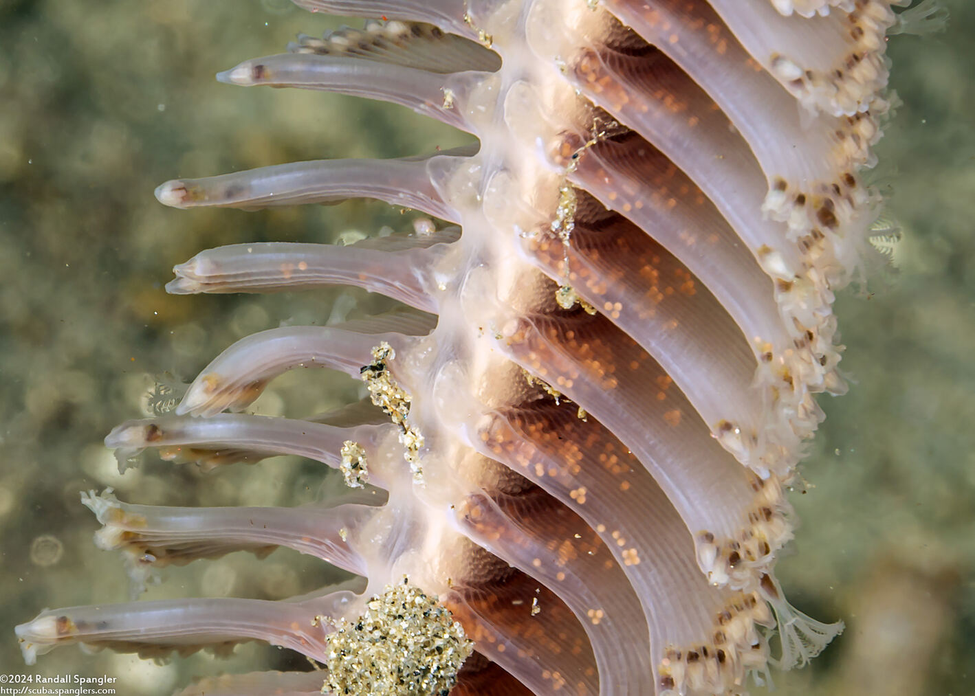 Stylatula elongata (White Sea Pen); Spawning