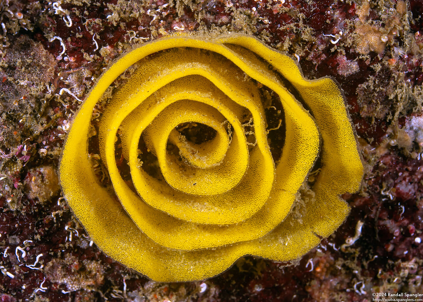 Doriopsilla fulva (White-Speckled Dorid)