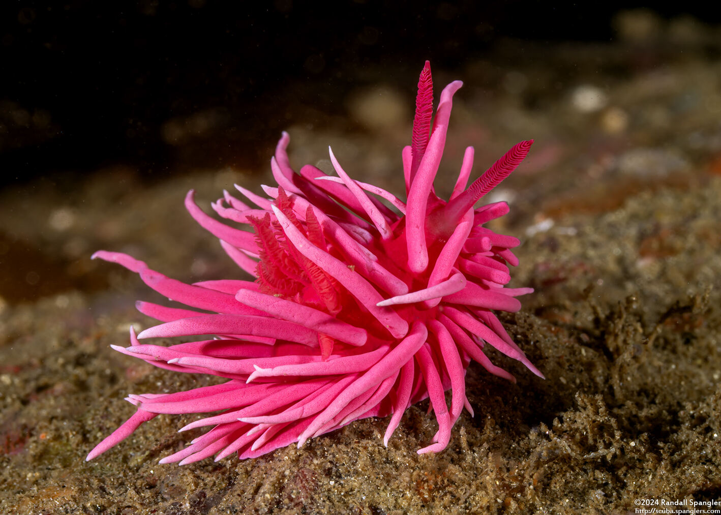 Okenia rosacea (Hopkins' Rose Nudibranch)