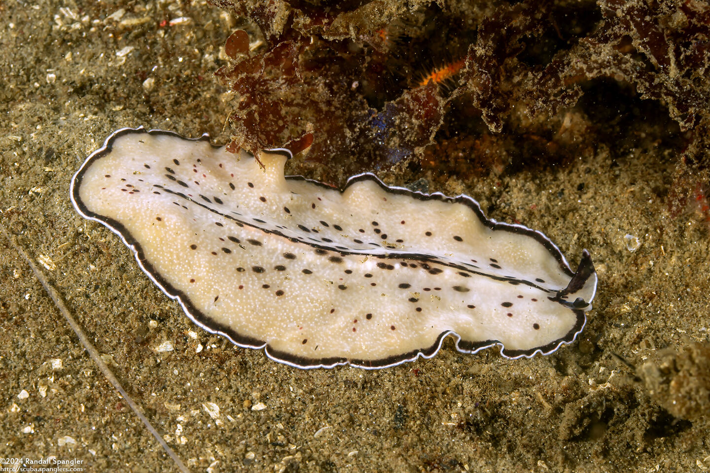 Pseudoceros montereyensis (Monterey Flatworm)