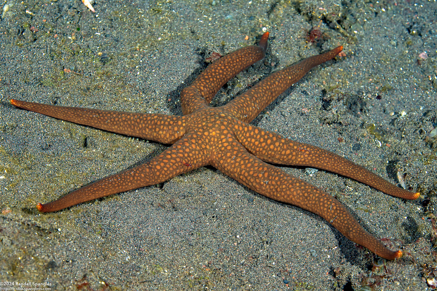 Nardoa galatheae (Brown Mesh Sea Star)