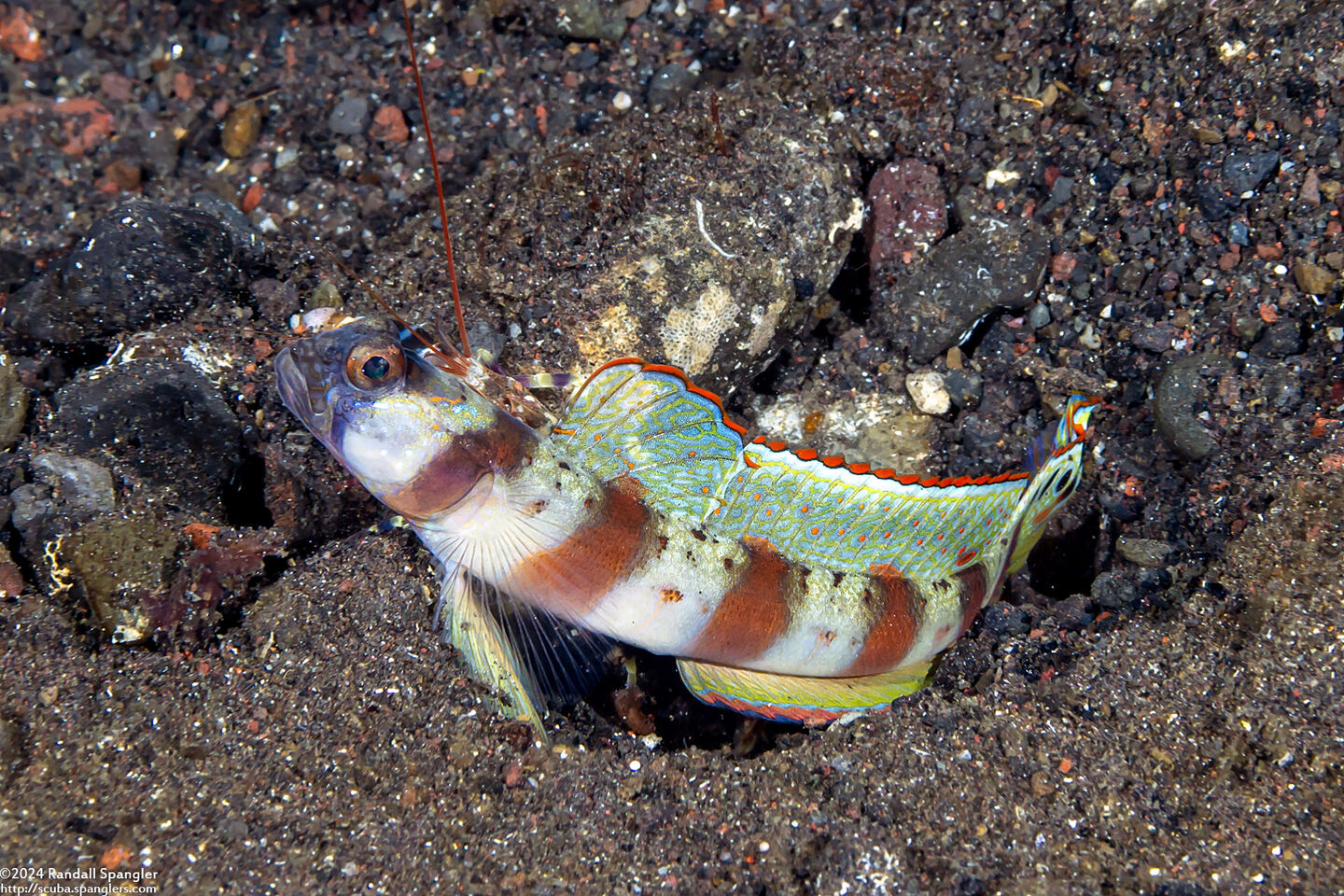 Amblyeleotris rubrimarginata (Redmargin Shrimpgoby)