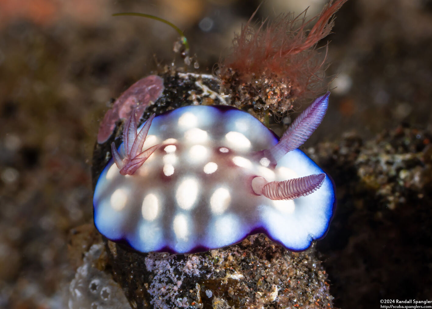 Goniobranchus hintuanensis (Goniobranchus Hintuanensis)