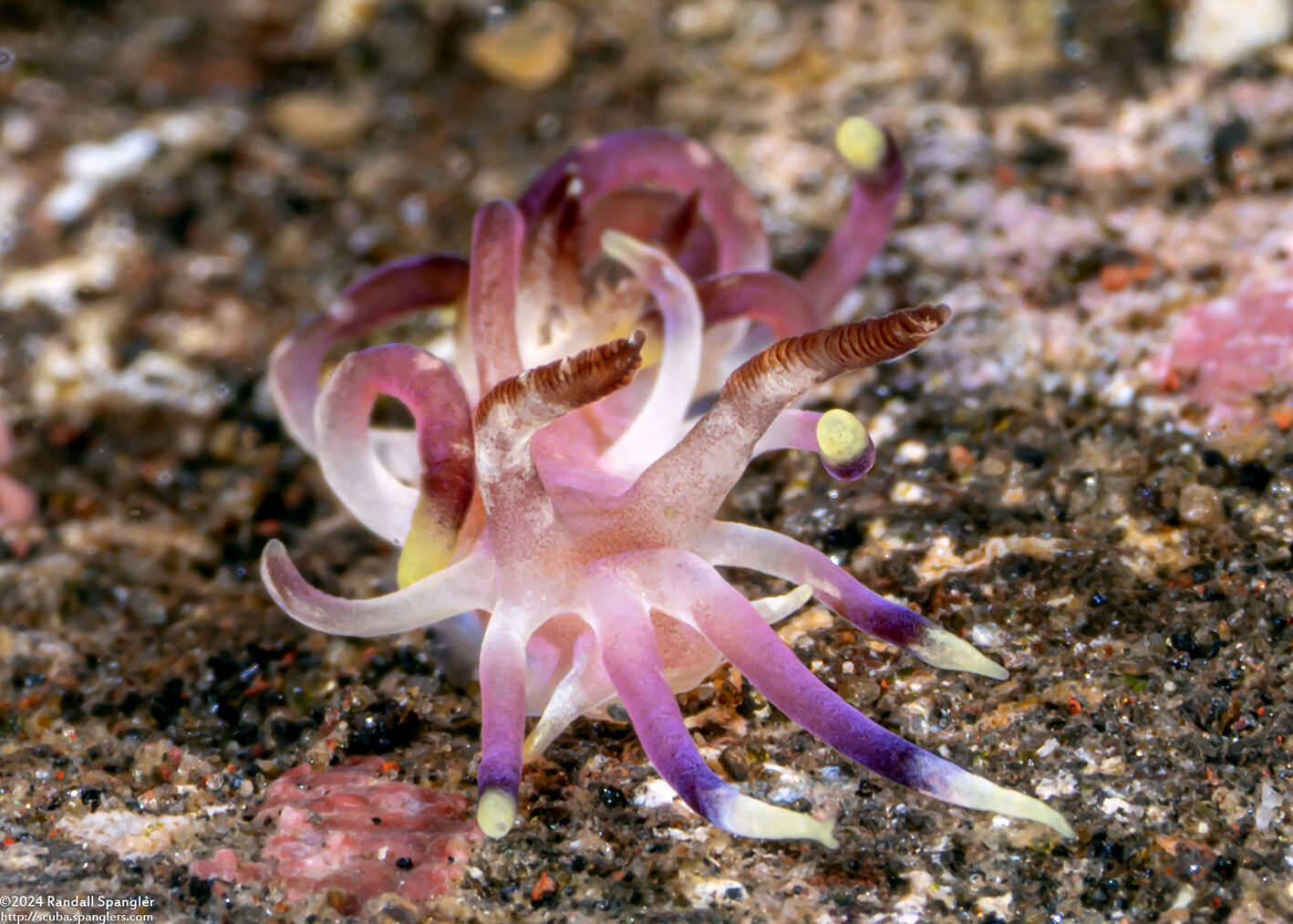 Ceratodoris kendi (Sweet Okenia)