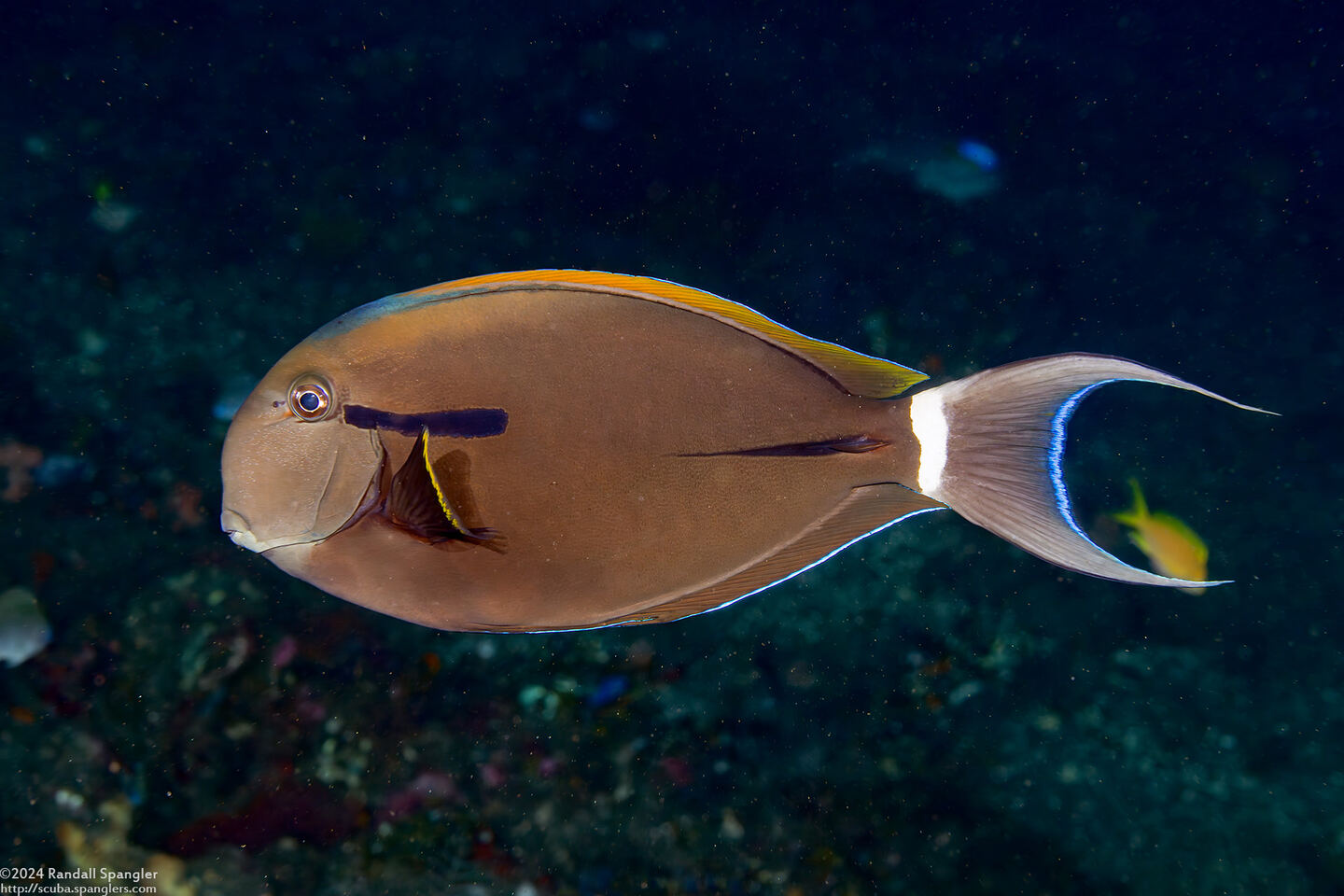 Acanthurus nigricauda (Blackstreak Surgeonfish)