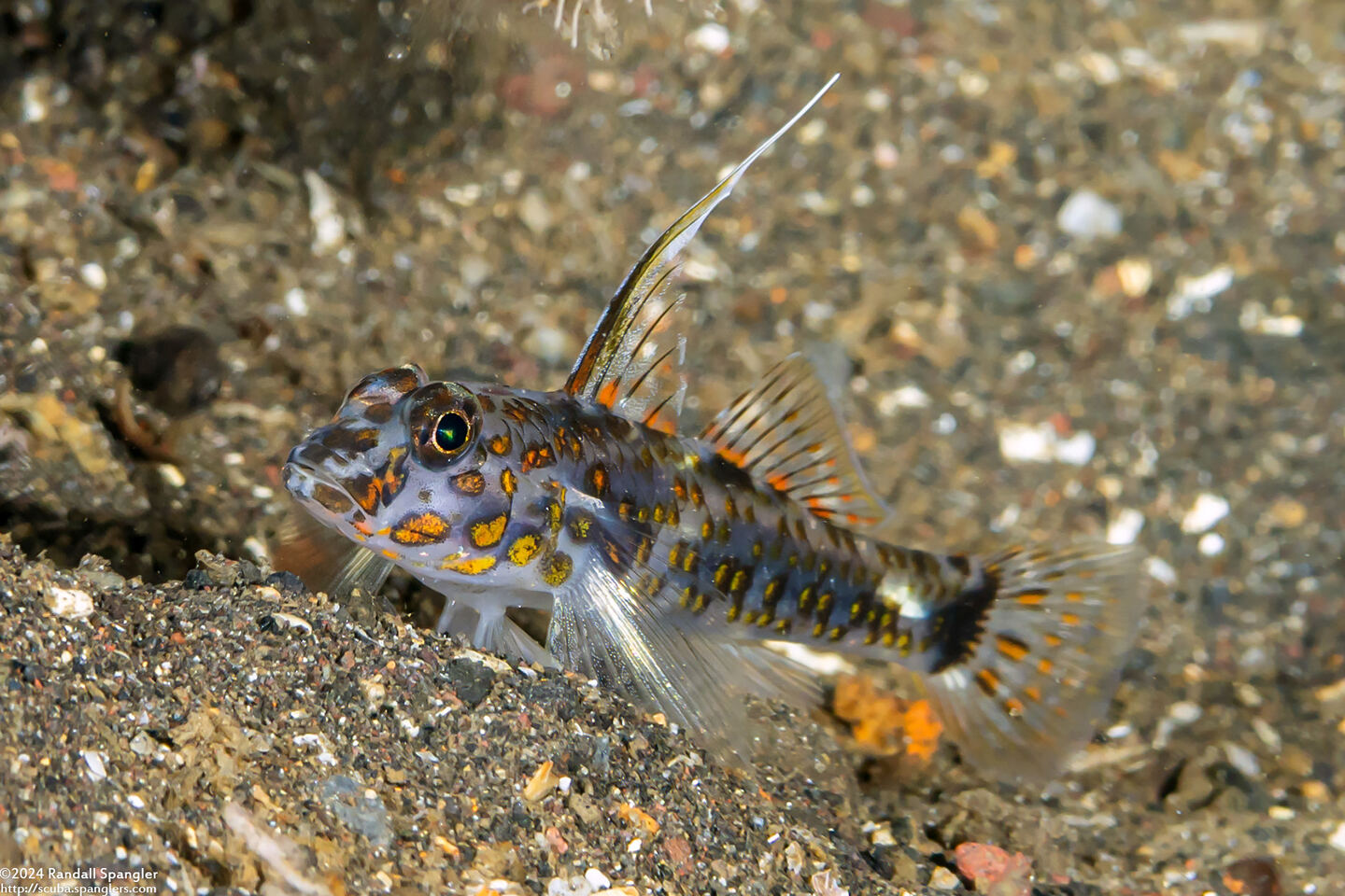 Fusigobius inframaculatus (Blotched Sandgoby)