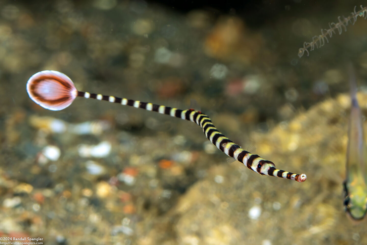 Dunckerocampus dactyliophorus (Ringed Pipefish)