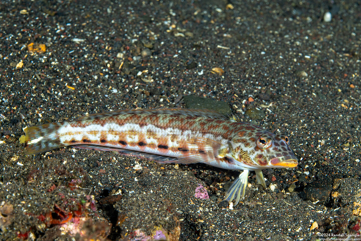 Parapercis clathrata (Latticed Sandperch)