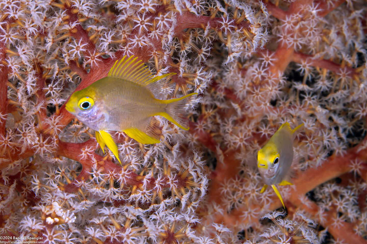 Amblyglyphidodon aureus (Golden Damsel)