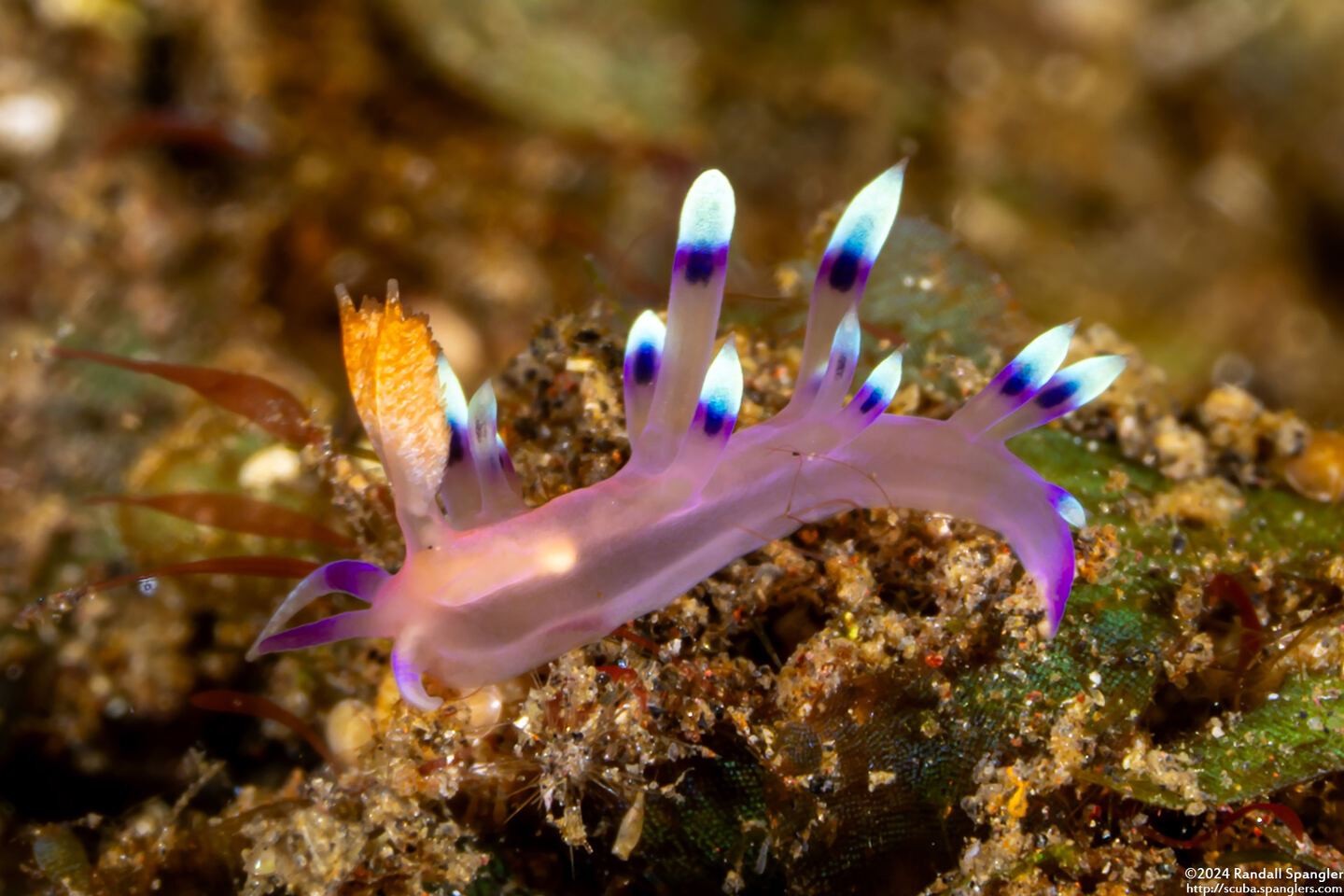 Coryphellina exoptata (Desirable Flabellina)