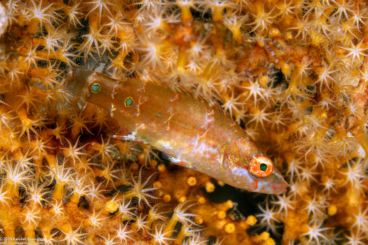 Oxycheilinus celebicus (Celebes Wrasse)