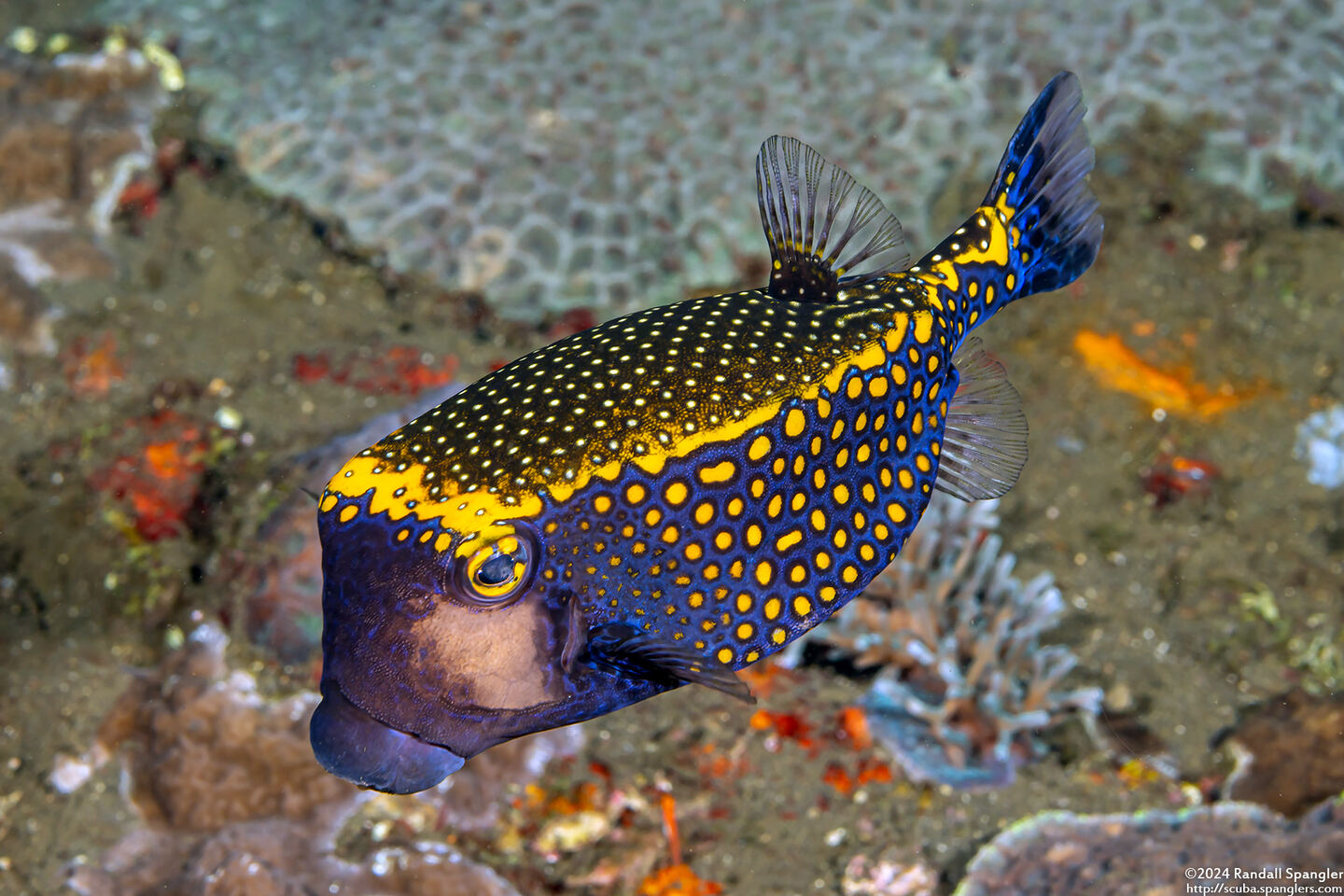 Ostracion meleagris (Spotted Boxfish)