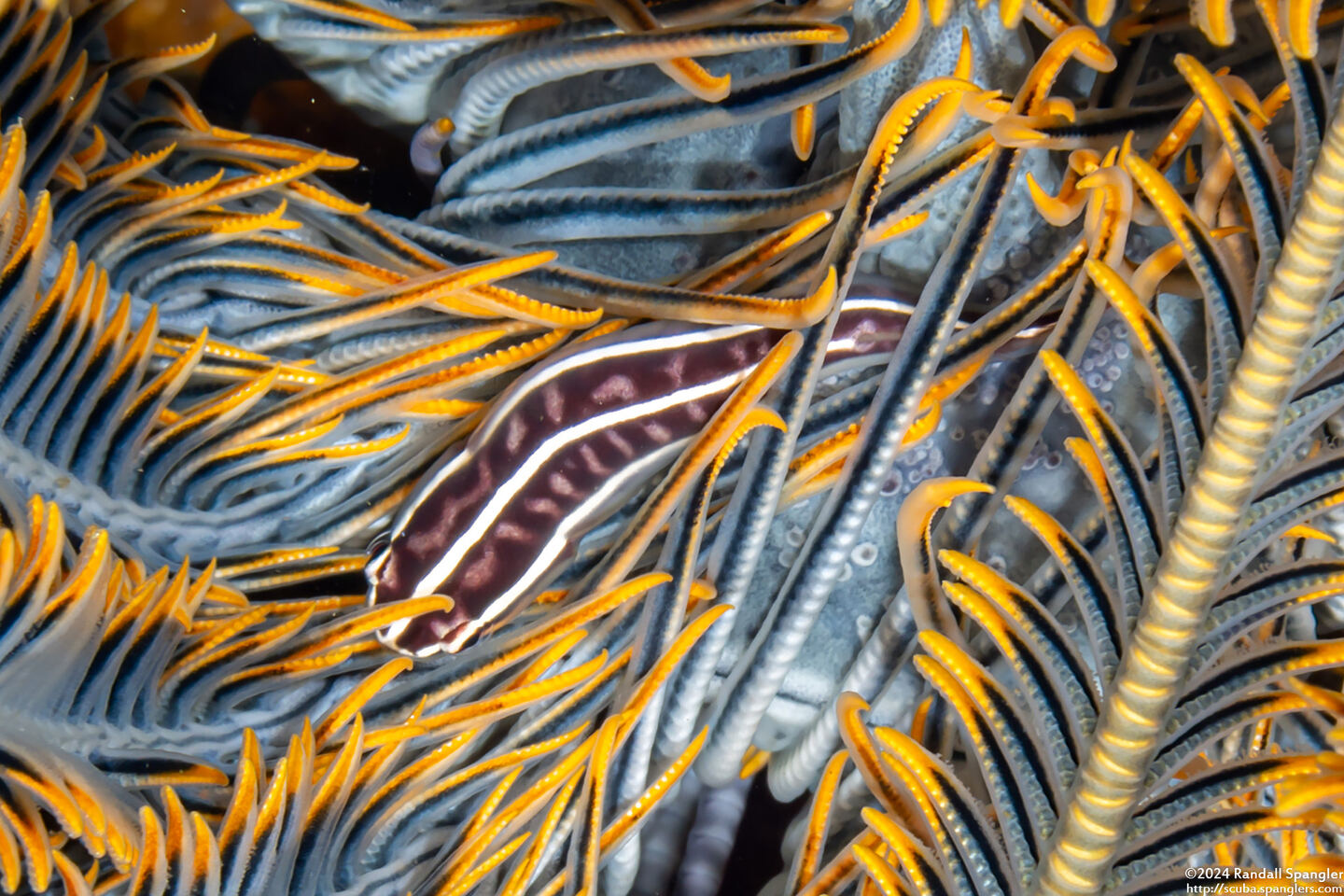 Discotrema crinophilum (Crinoid Clingfish)