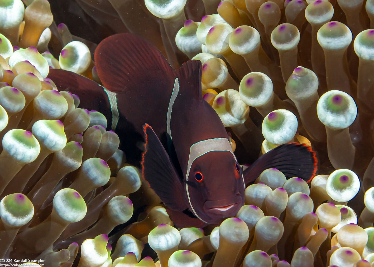 Amphiprion biaculeatus (Spinecheek Anemonefish)