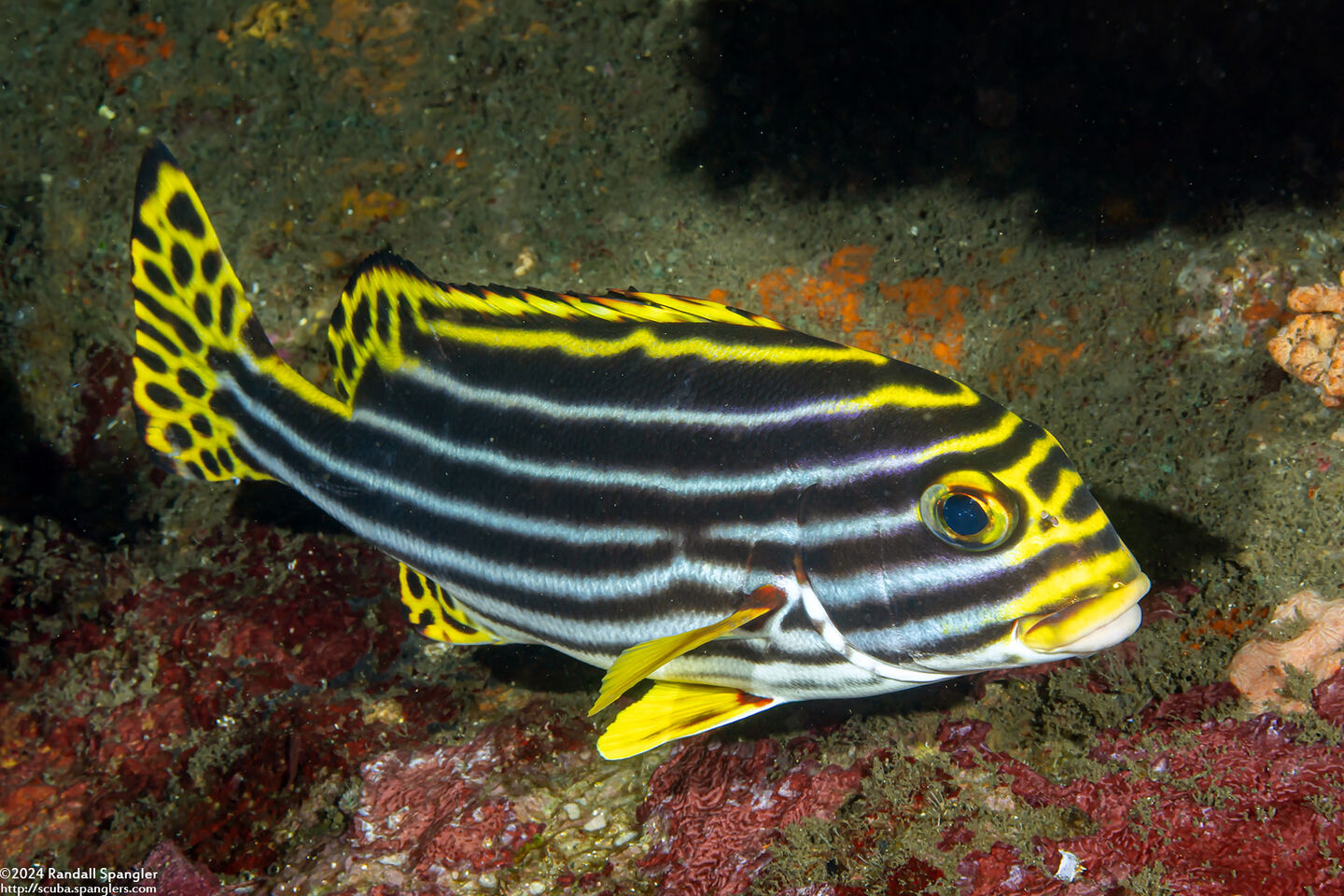 Plectorhinchus vittatus (Oriental Sweetlips)