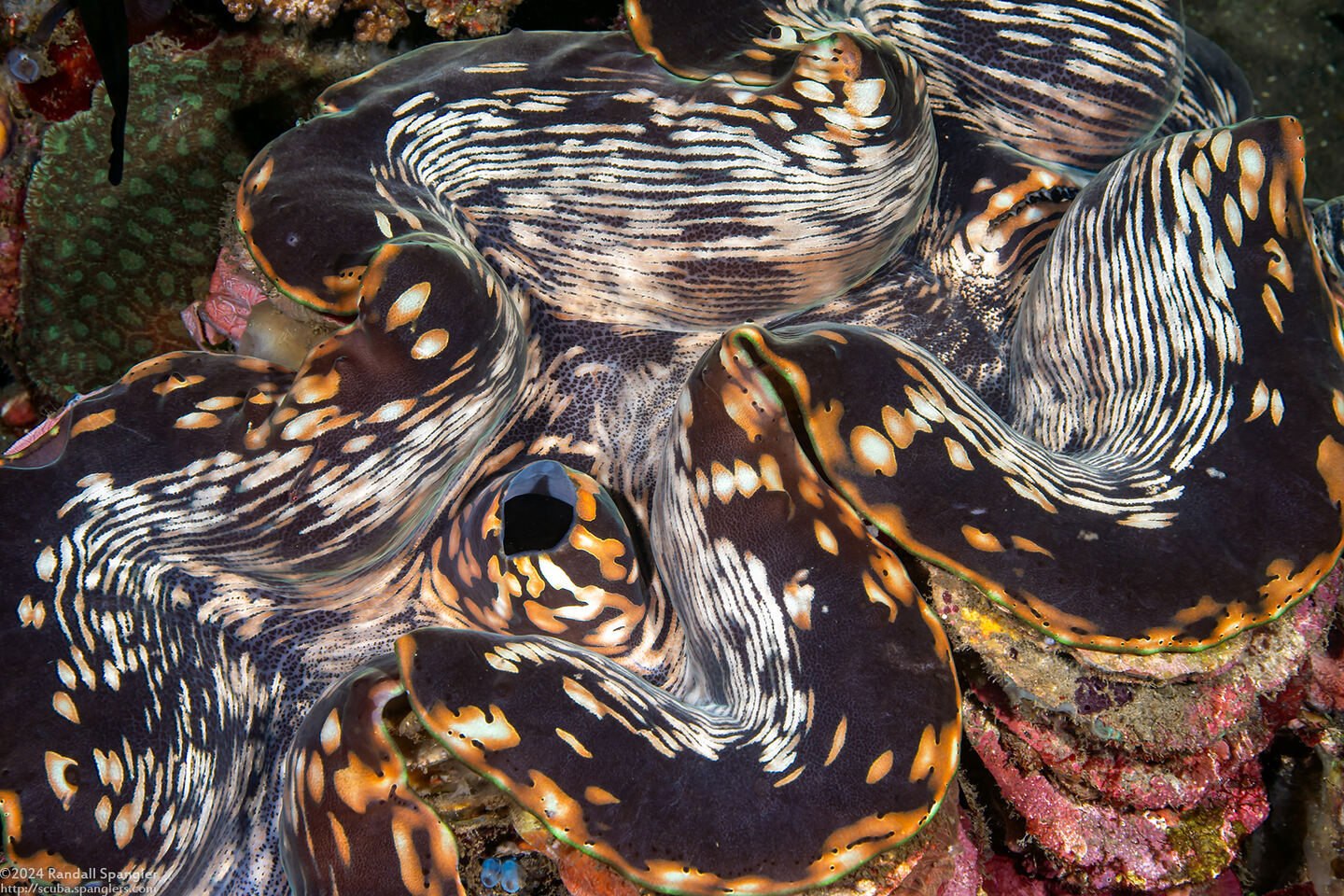 Tridacna squamosa (Fluted Giant Clam)