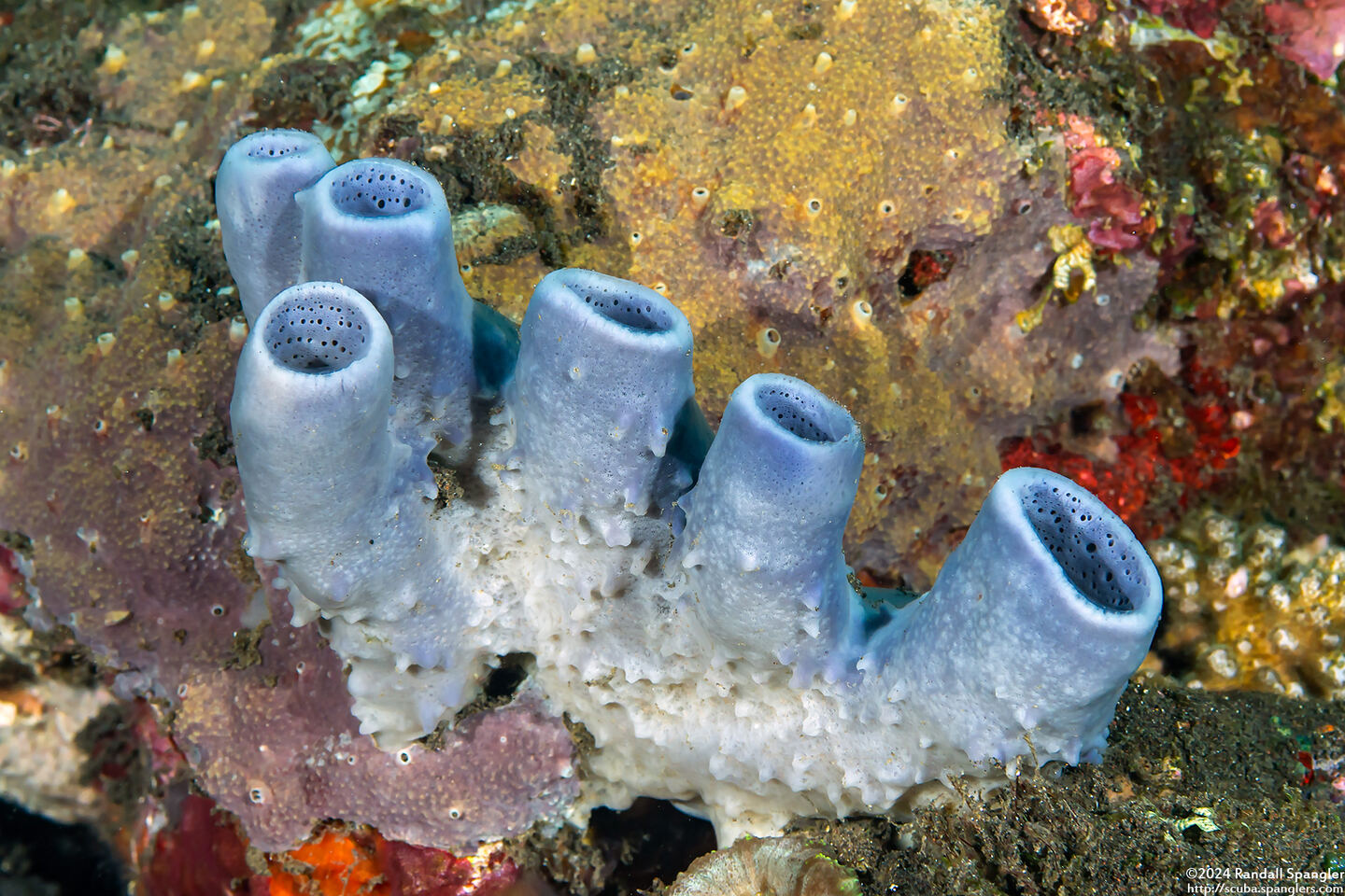 Amphimedon sp.1 (Vase Sponge)