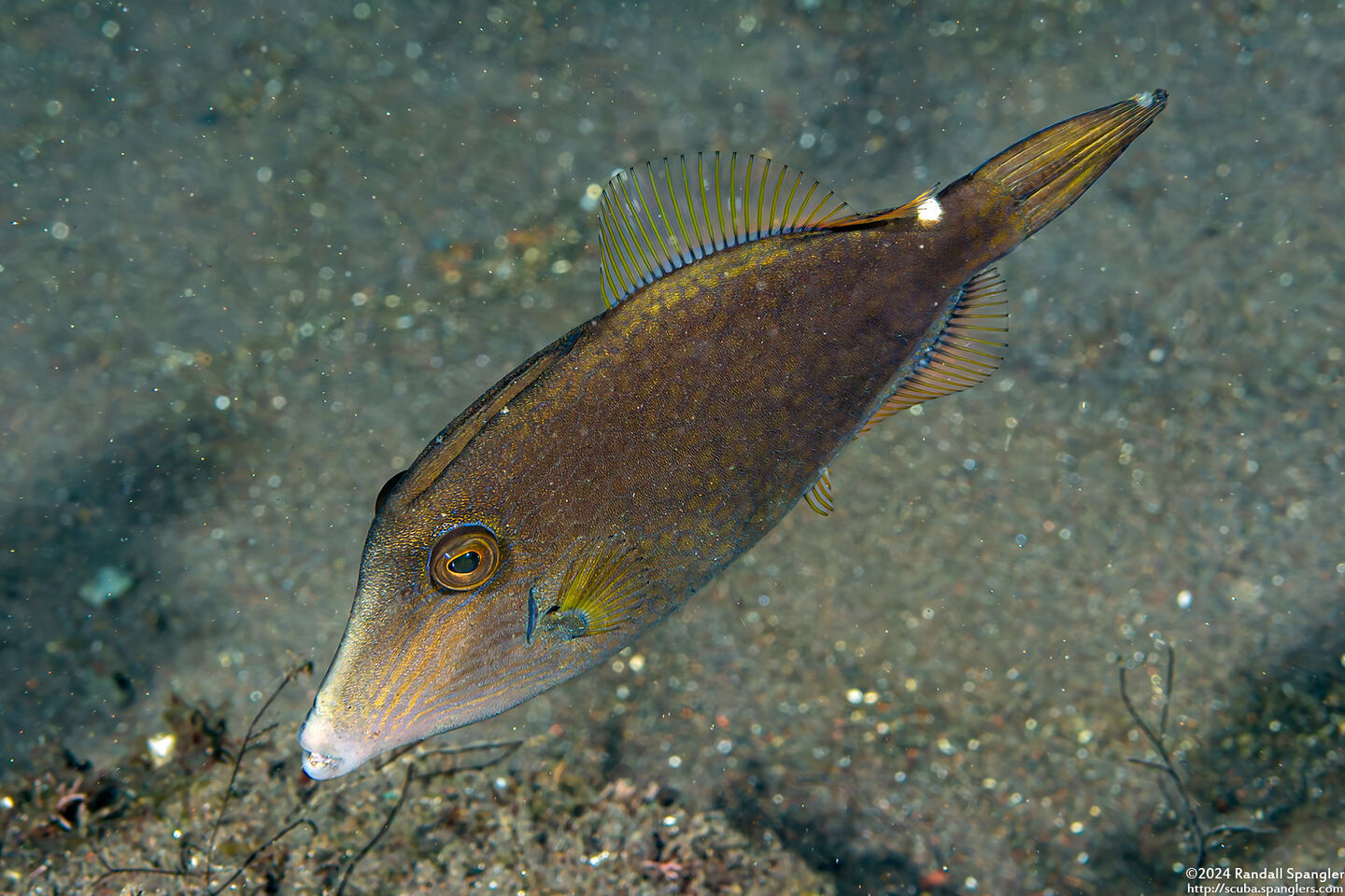 Cantherhines pardalis (Wirenet Filefish)