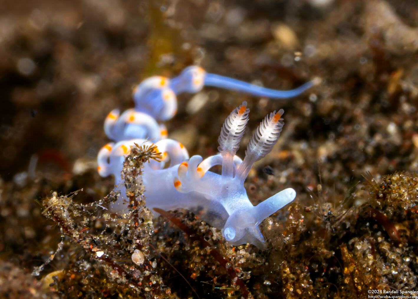 Samla bicolor (Bicolor Nudibranch)