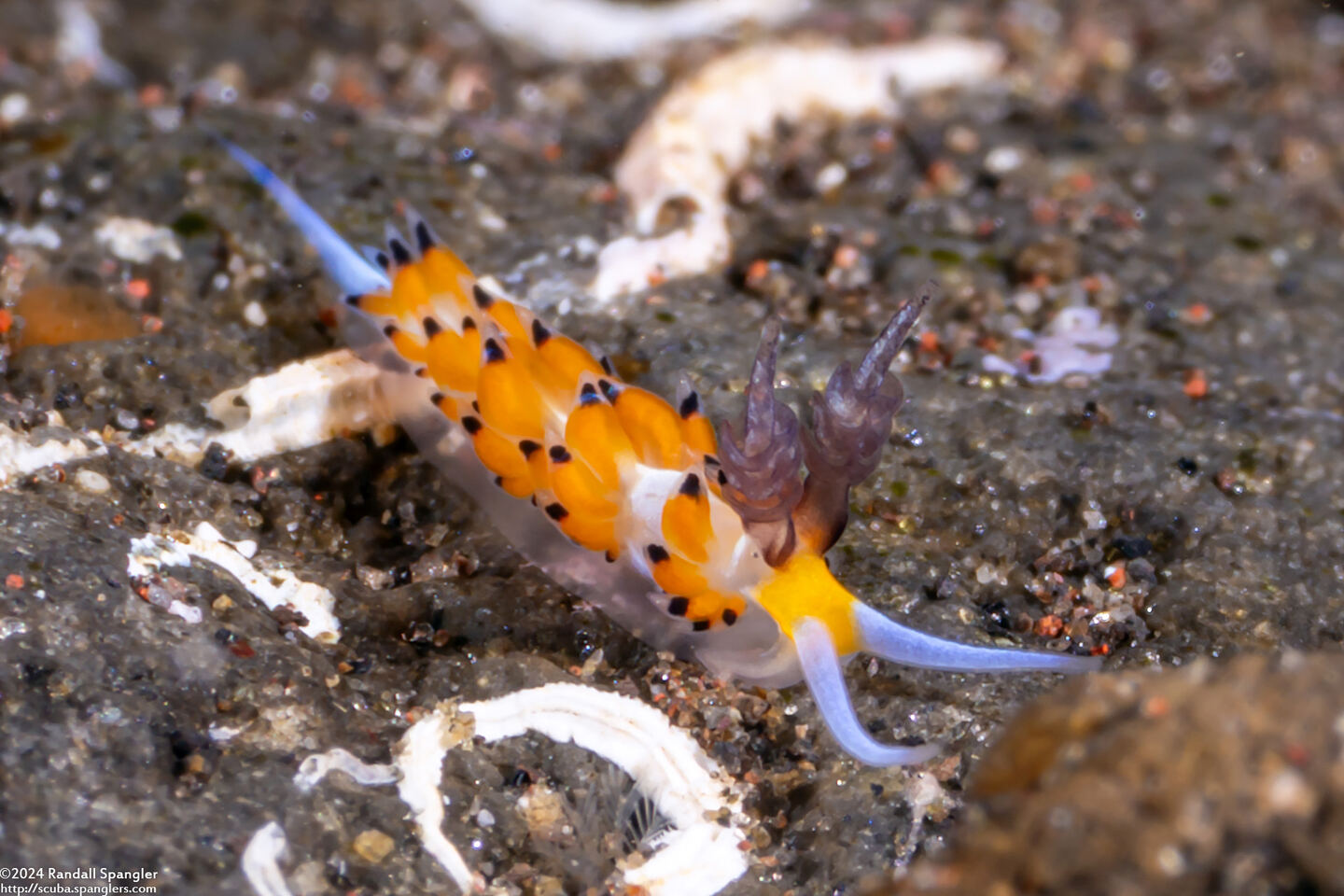 Favorinus tsuruganus (Ringed Favorinus)